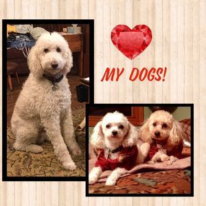 Meet your Posher, Janet